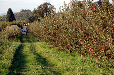 orchard